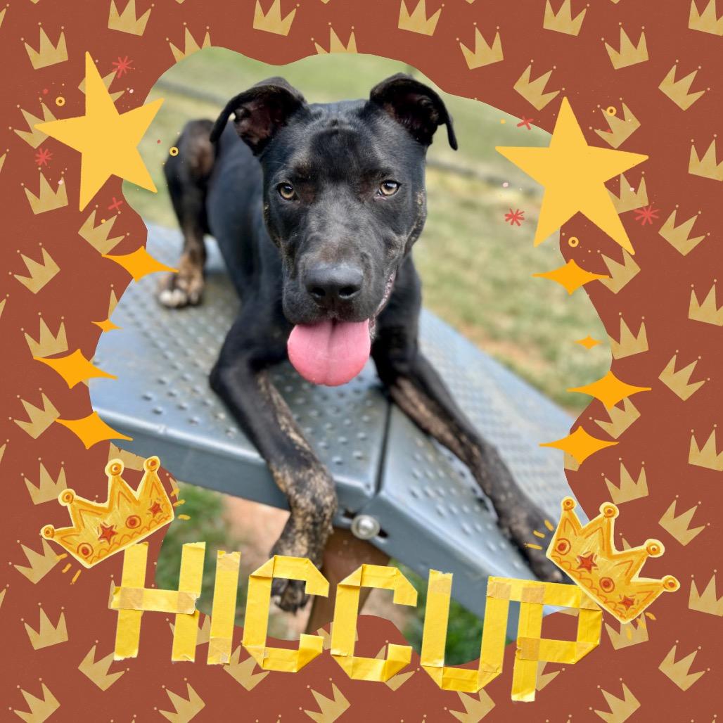 Hiccup, a Adoptable Mixed Breed in Rocky Mount, VA image 6/6