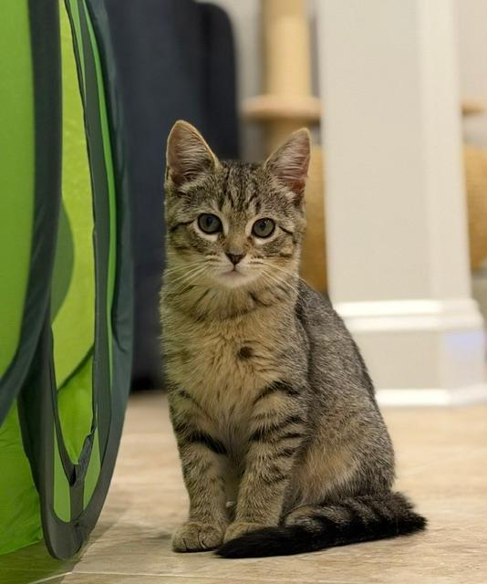 Junie, adopted, Kitten Female Tabby.