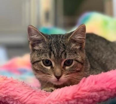 Enlarge Junie, an adopted Tabby in Wayne, NJ image 3/4