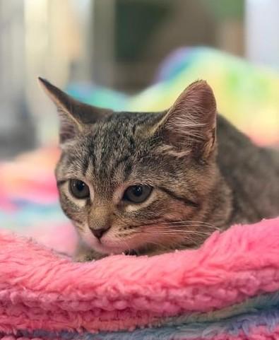 Enlarge Junie, an adopted Tabby in Wayne, NJ image 4/4