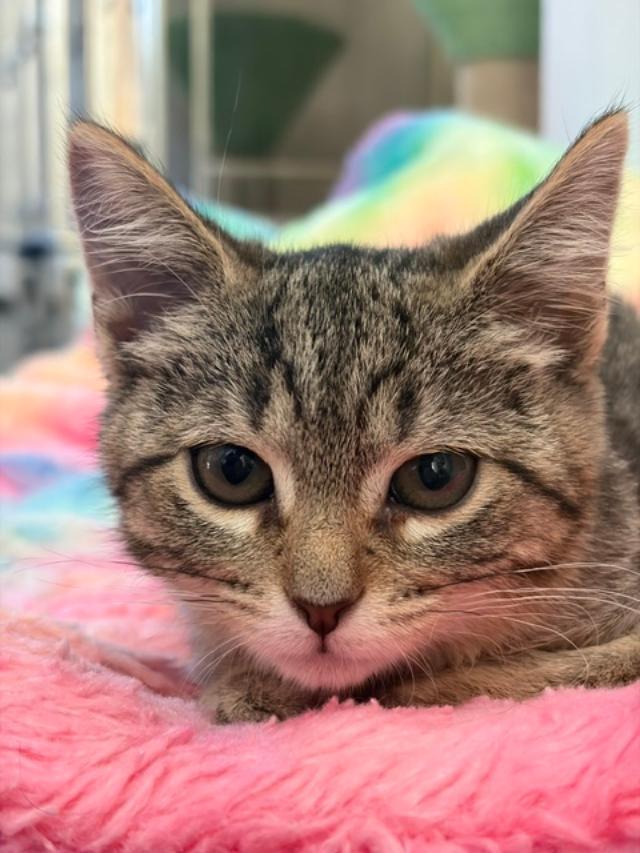 Enlarge Junie, an adopted Tabby in Wayne, NJ image 2/4