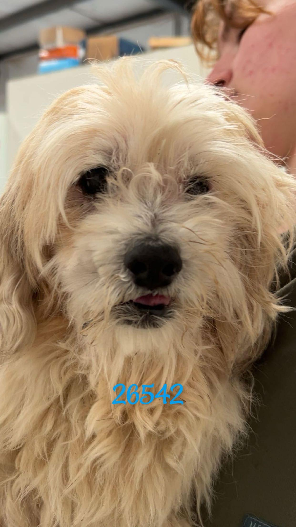 Gizmo, Adoptable, Senior Male Maltese.