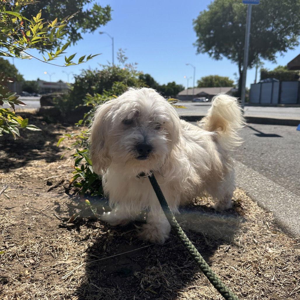 Enlarge Gizmo, a Adoptable Maltese in Chico, CA image 2/2