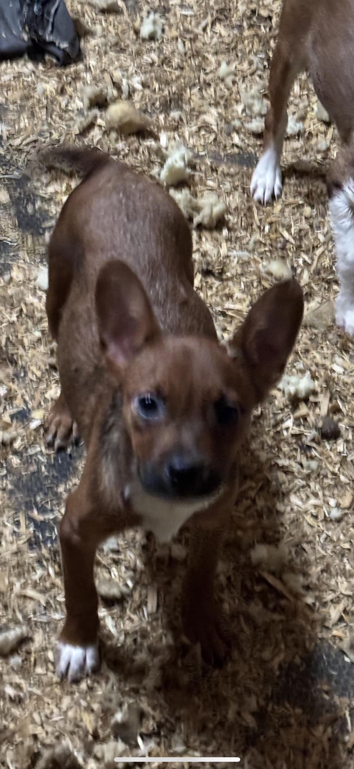 Puppies, Adoptable, Puppy Male French Bulldog & Australian Shepherd.