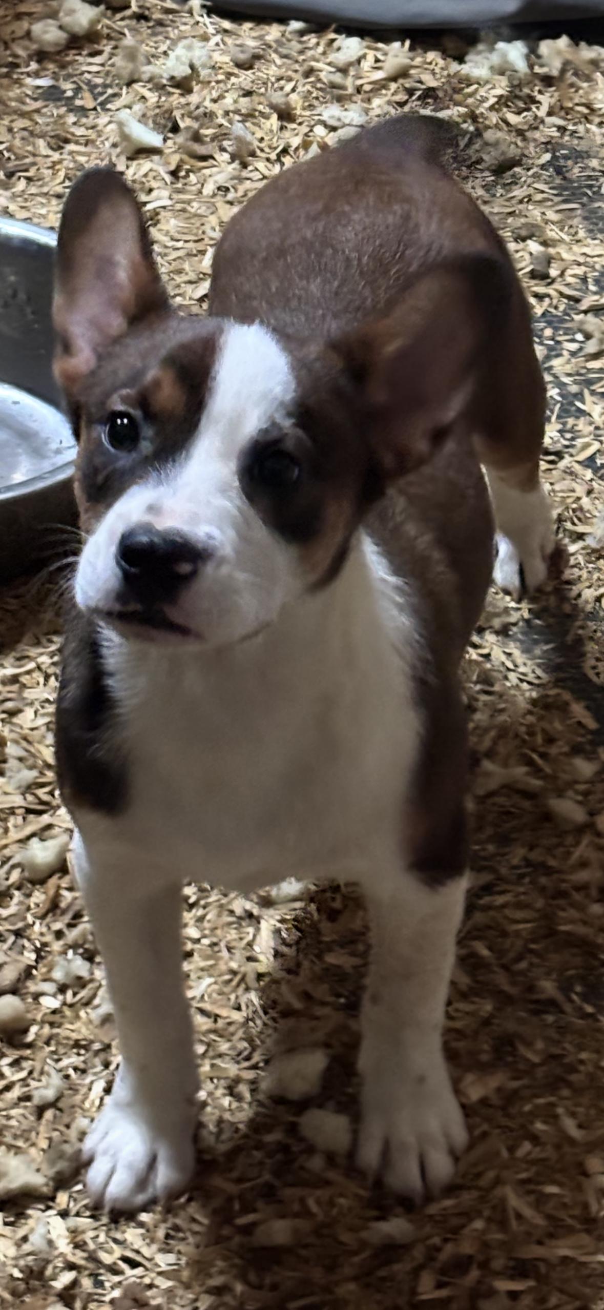 Puppies, a Adoptable mixed breed in Oviedo, FL image 2/5