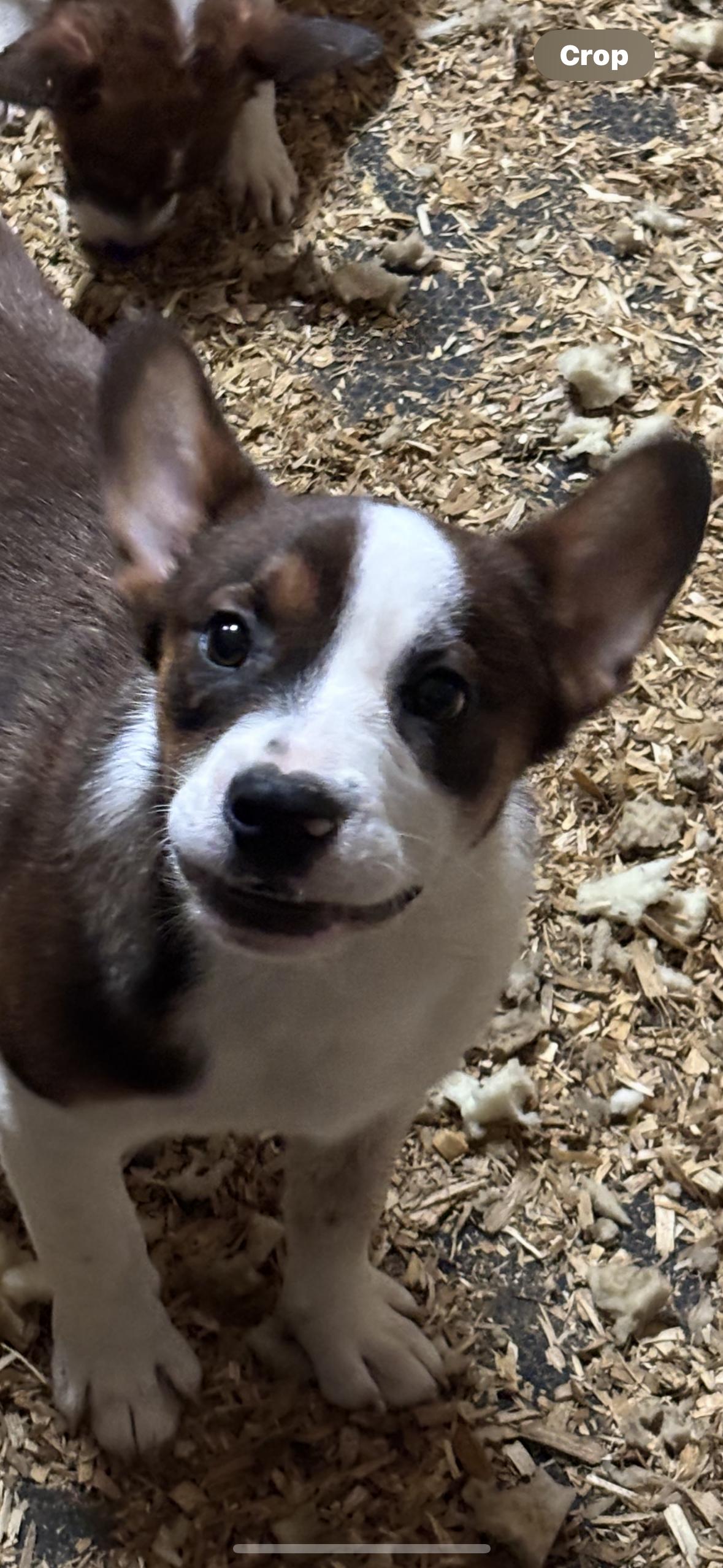 Puppies, a Adoptable mixed breed in Oviedo, FL image 4/5