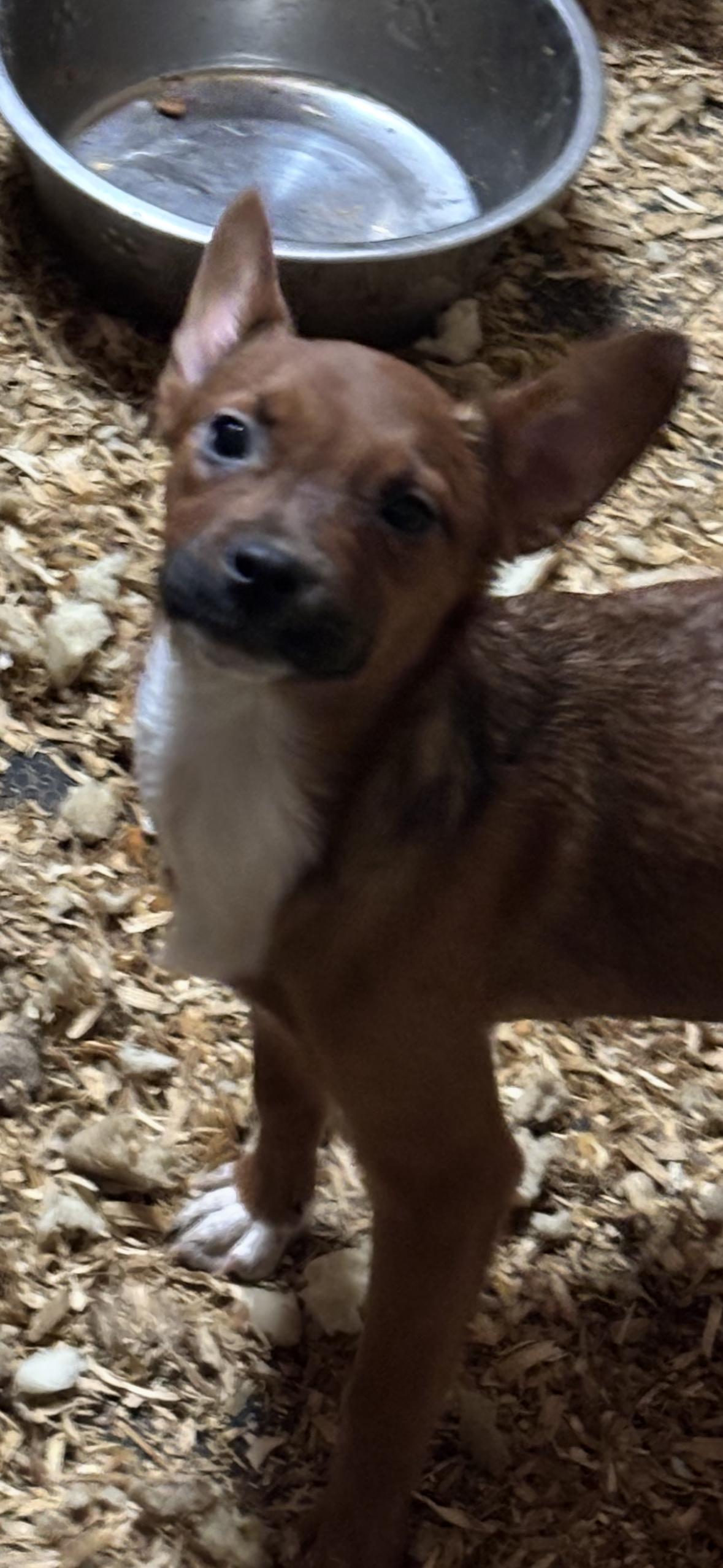 Puppies, a Adoptable mixed breed in Oviedo, FL image 5/5