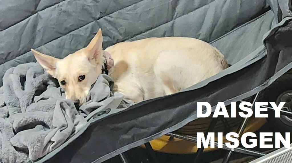 Enlarge Daisey (Misgen), a Adoptable mixed breed in Owatonna, MN image 1/5