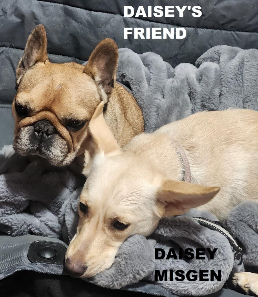 Enlarge Daisey (Misgen), a Adoptable mixed breed in Owatonna, MN image 2/5