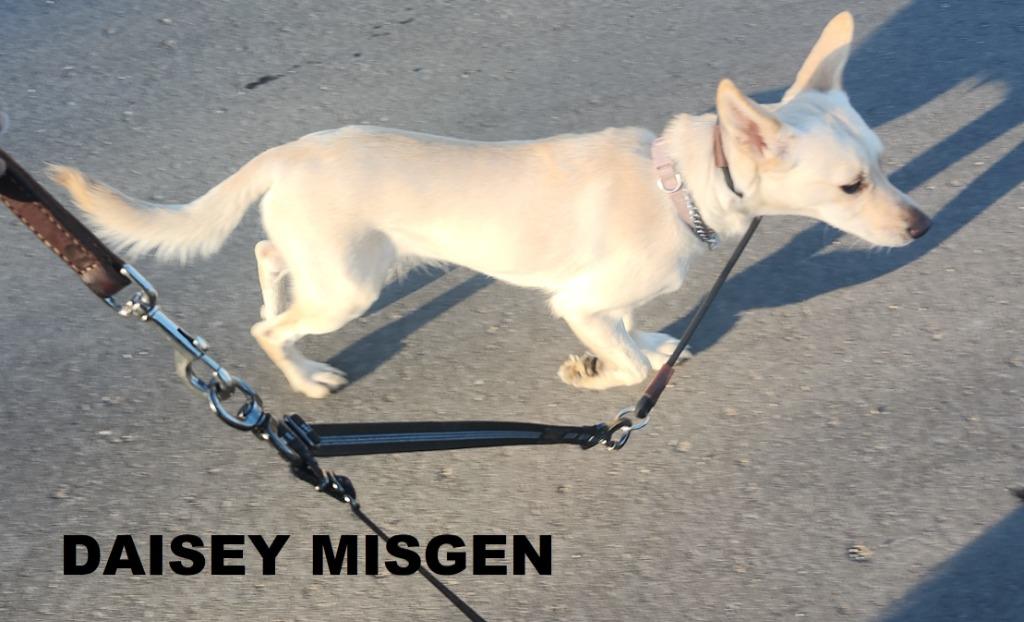 Enlarge Daisey (Misgen), a Adoptable mixed breed in Owatonna, MN image 3/5