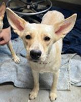 Enlarge Daisey (Misgen), a Adoptable mixed breed in Owatonna, MN image 4/5