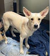 Enlarge Daisey (Misgen), a Adoptable mixed breed in Owatonna, MN image 5/5