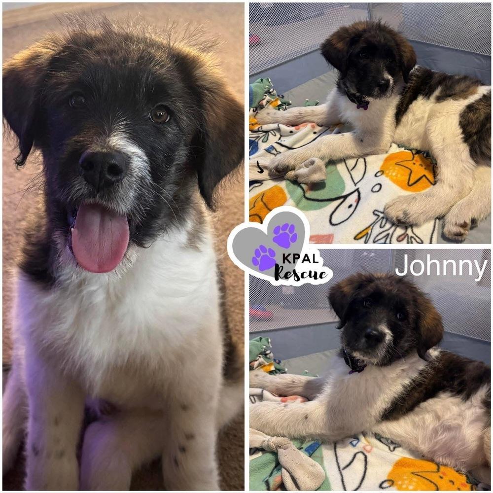 Johnny, Adopted, Puppy Male Poodle & Akita.