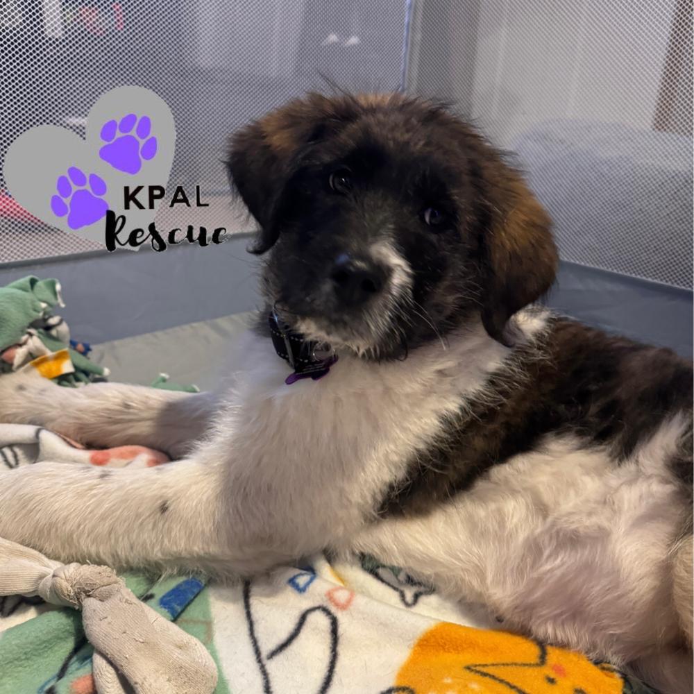 Enlarge Johnny, a Adopted mixed breed in Kenai, AK image 2/2