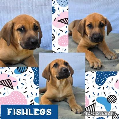 Fishlegs, Baby Male Labrador Retriever