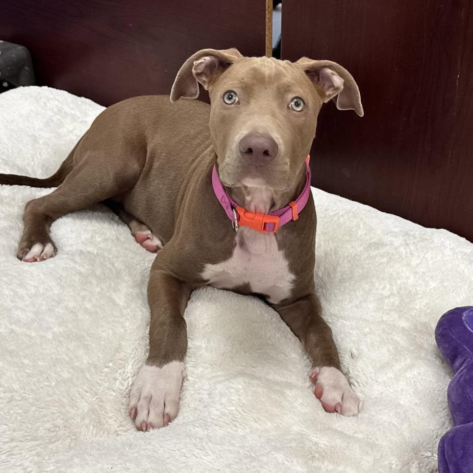 Enlarge Sadie, a Adoptable Pit Bull Terrier in Berlin, NJ image 1/1