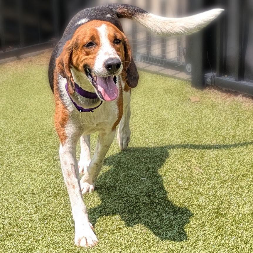 Enlarge Chip, a Adoptable Hound in Charlottesville, VA image 3/6