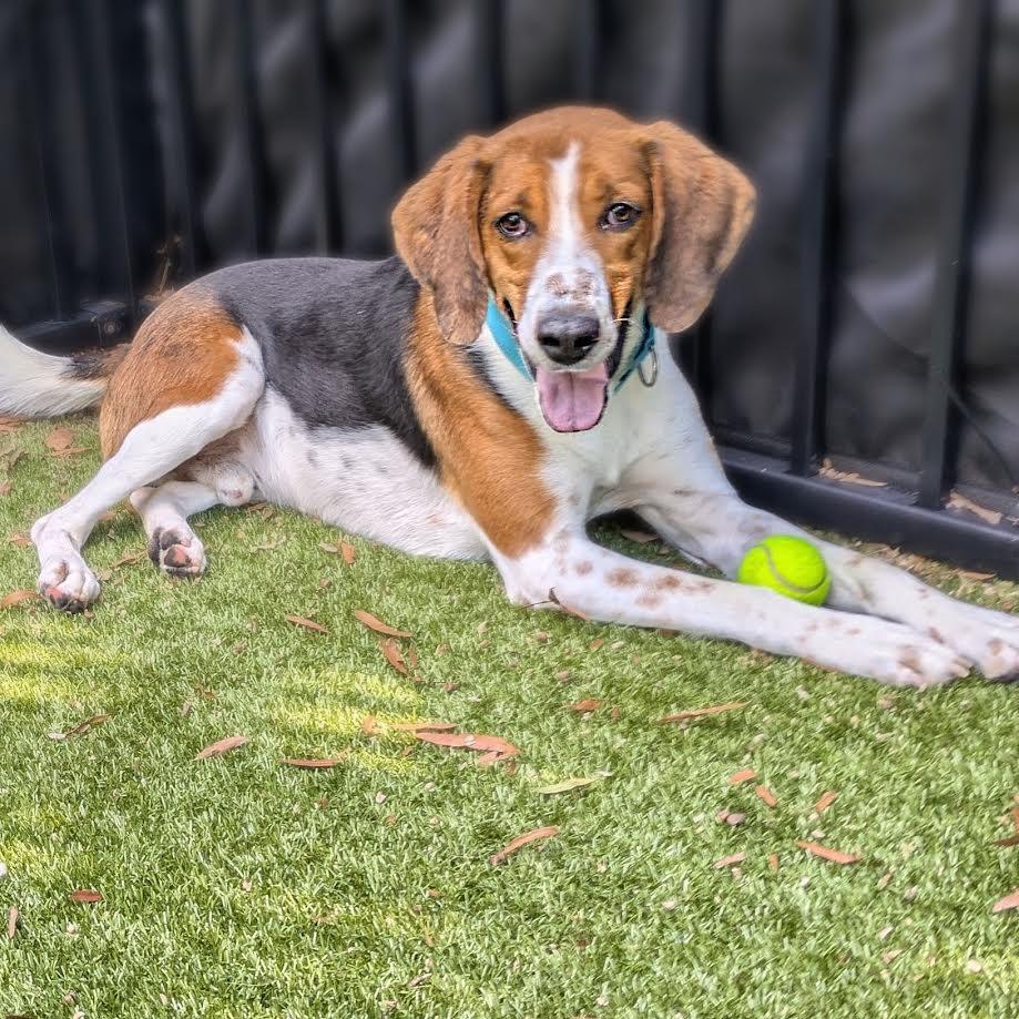 Enlarge Chip, a Adoptable Hound in Charlottesville, VA image 4/6