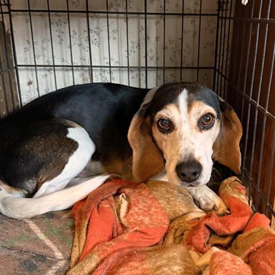 Colonel Sanders thumbnail 2