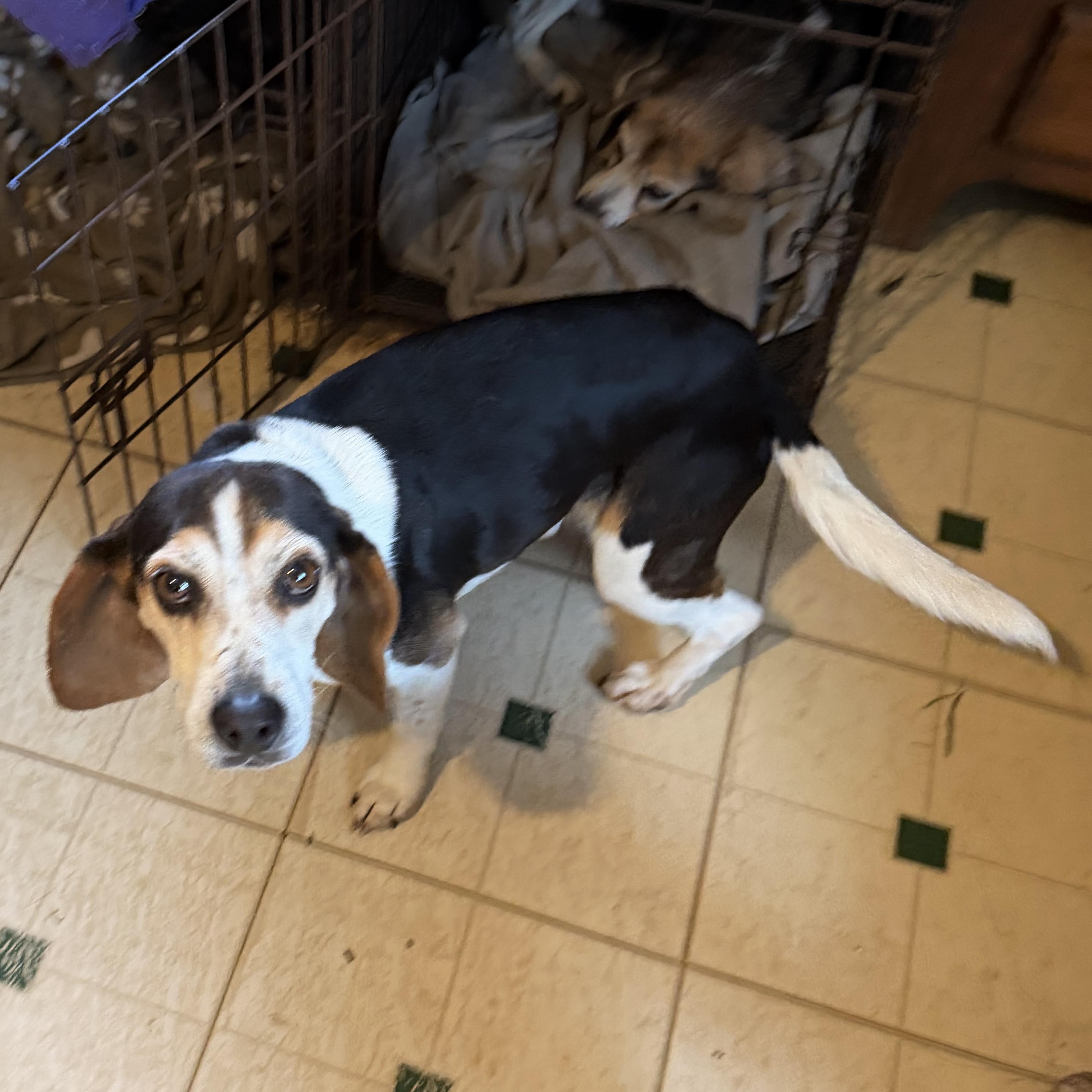 Enlarge Colonel Sanders, an adopted Beagle in London, OH image 6/6