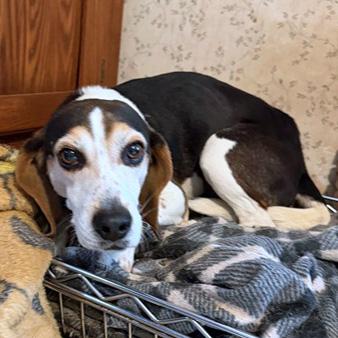 Colonel Sanders thumbnail 4