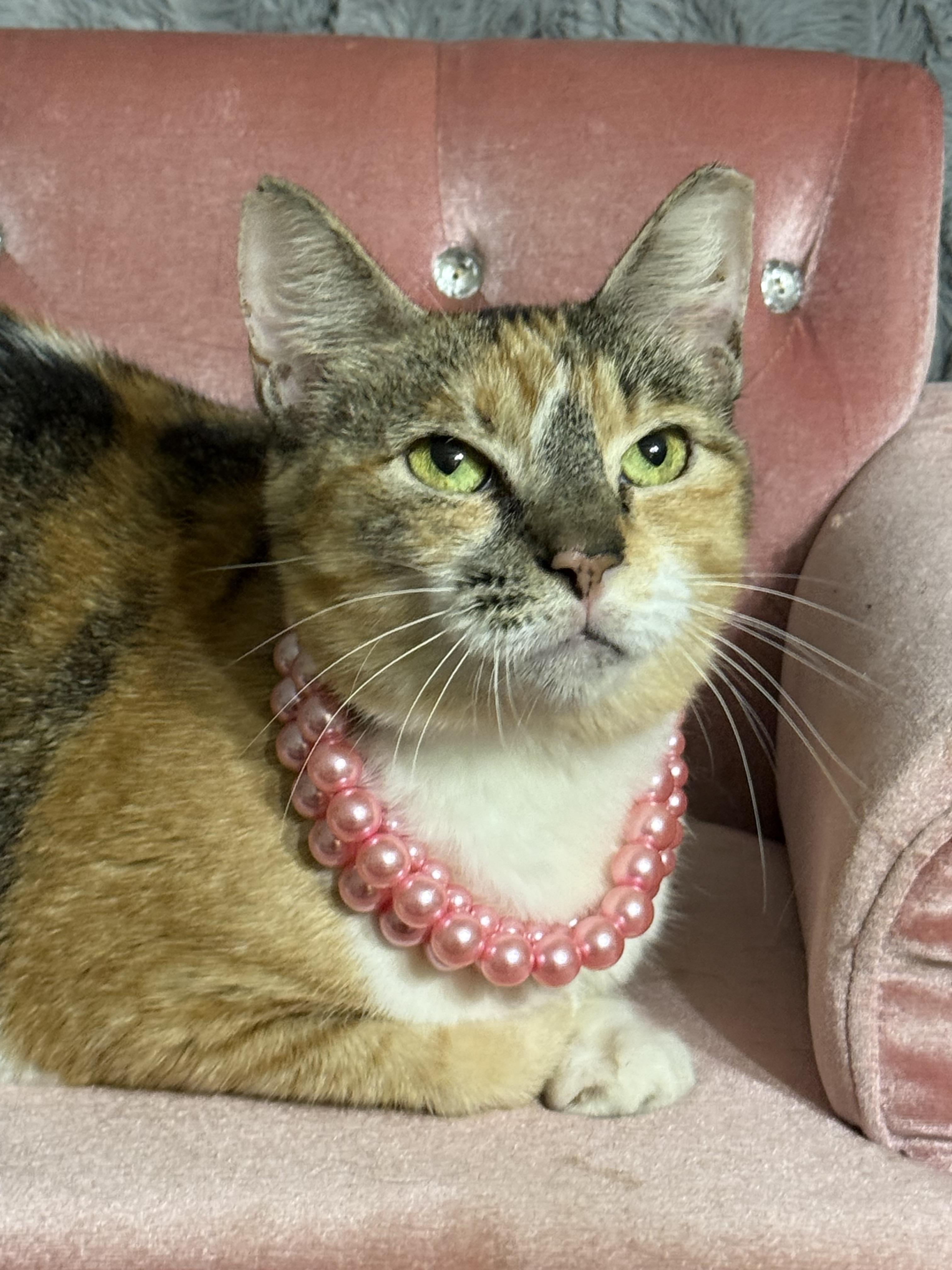 Enlarge Hallie Belle, a Adoptable Calico in Dickinson, TX image 5/6