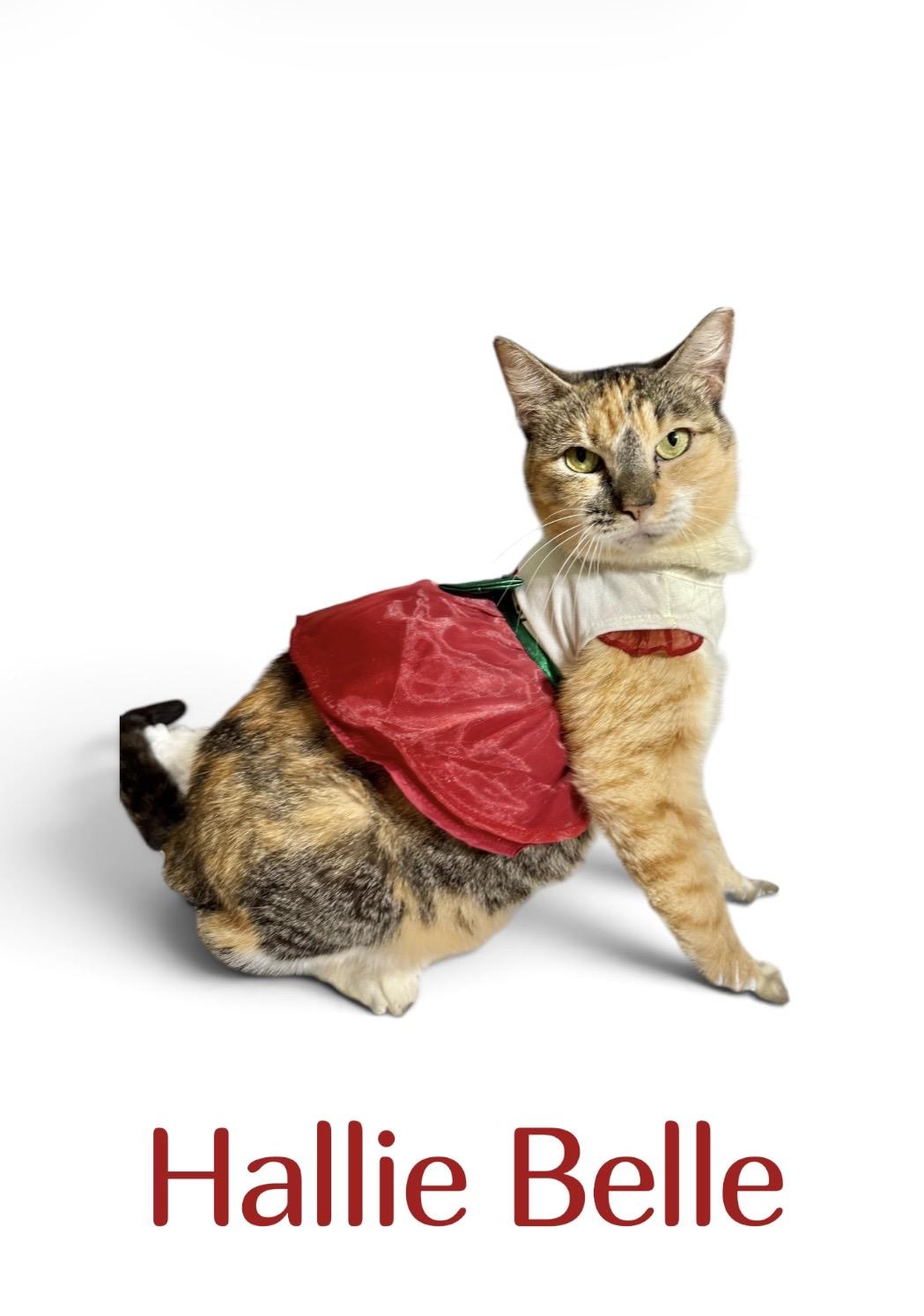 Enlarge Hallie Belle, a Adoptable Calico in Dickinson, TX image 3/6