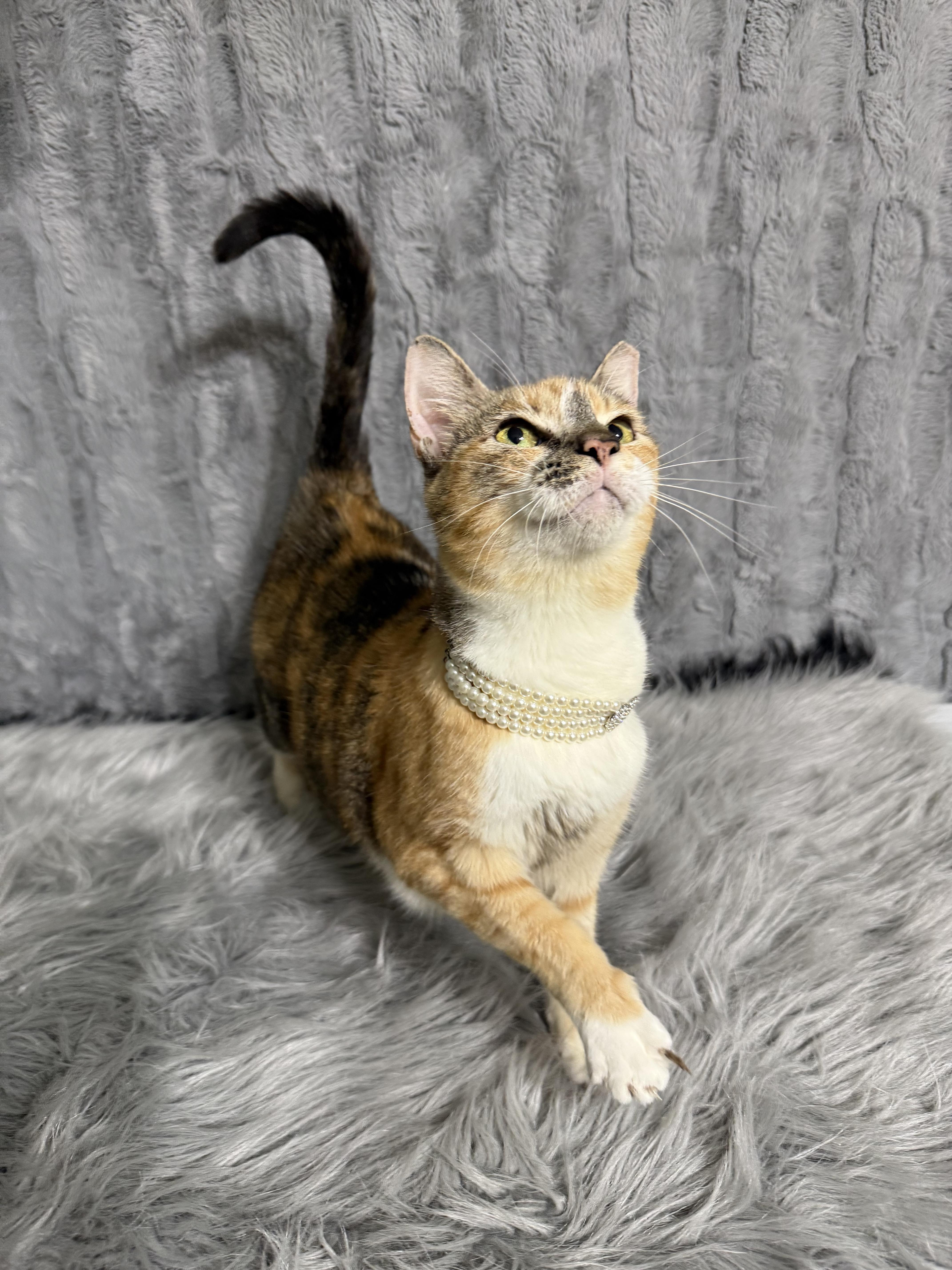 Enlarge Hallie Belle, a Adoptable Calico in Dickinson, TX image 6/6