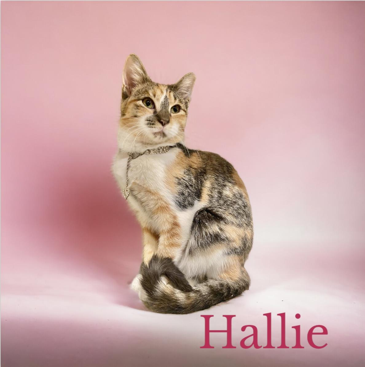 Hallie Belle, Adoptable, Adult Female Calico.