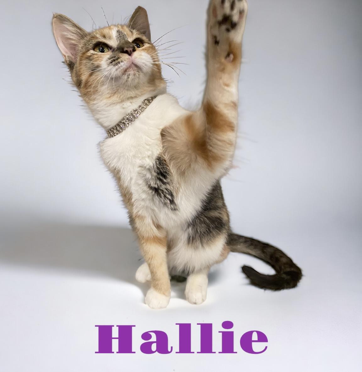 Enlarge Hallie Belle, a Adoptable Calico in Dickinson, TX image 2/6