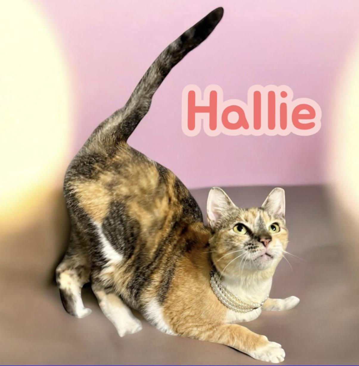 Enlarge Hallie Belle, a Adoptable Calico in Dickinson, TX image 4/6