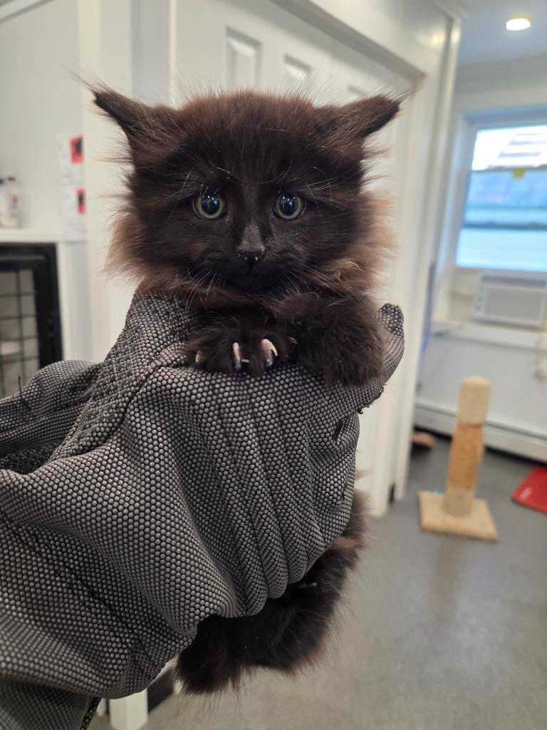 Enlarge Leon, a Adopted mixed breed in Lunenburg, VT image 1/2