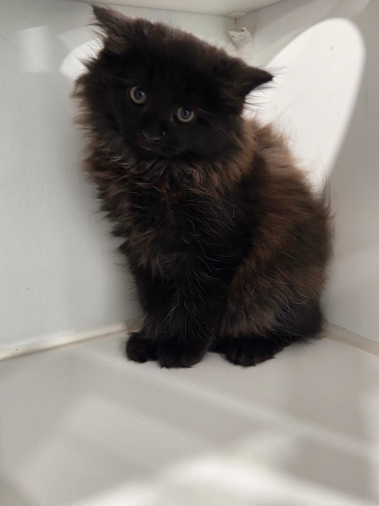 Enlarge Leon, a Adopted mixed breed in Lunenburg, VT image 2/2