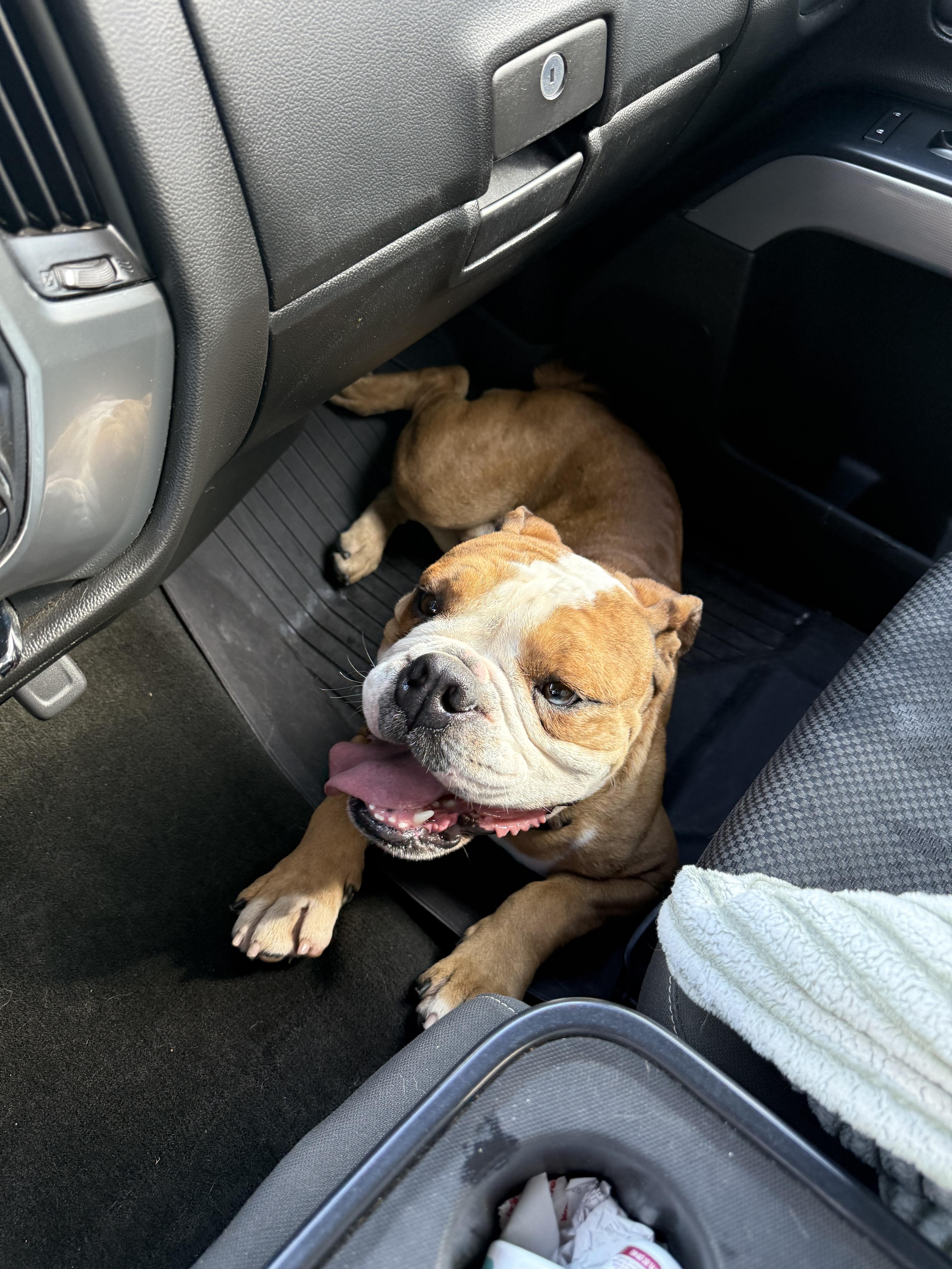 Meatball thumbnail 5