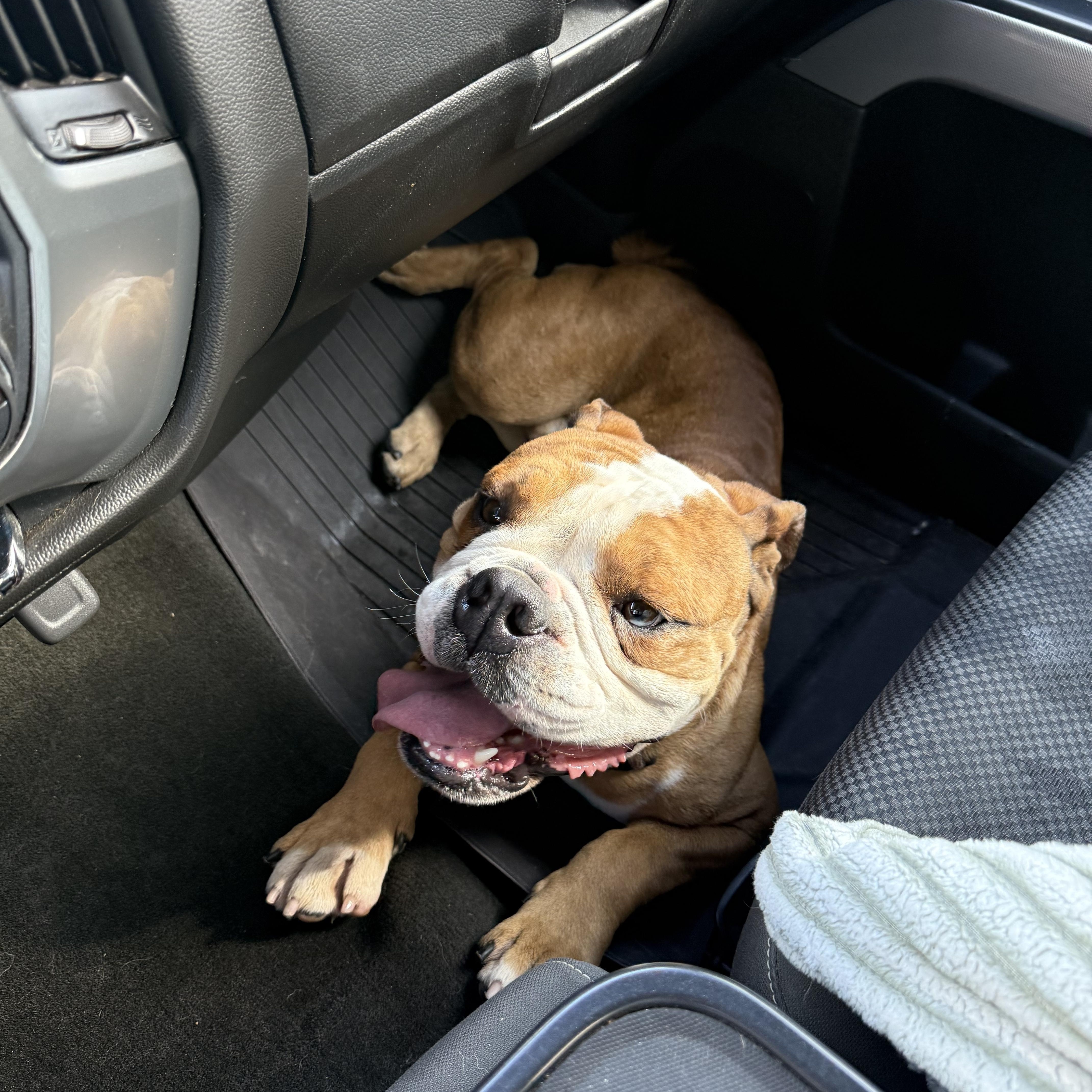 Enlarge Meatball, a Adoptable English Bulldog in Shawnee, OK image 2/5