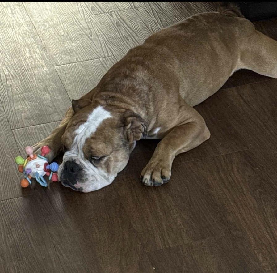 Meatball thumbnail 3