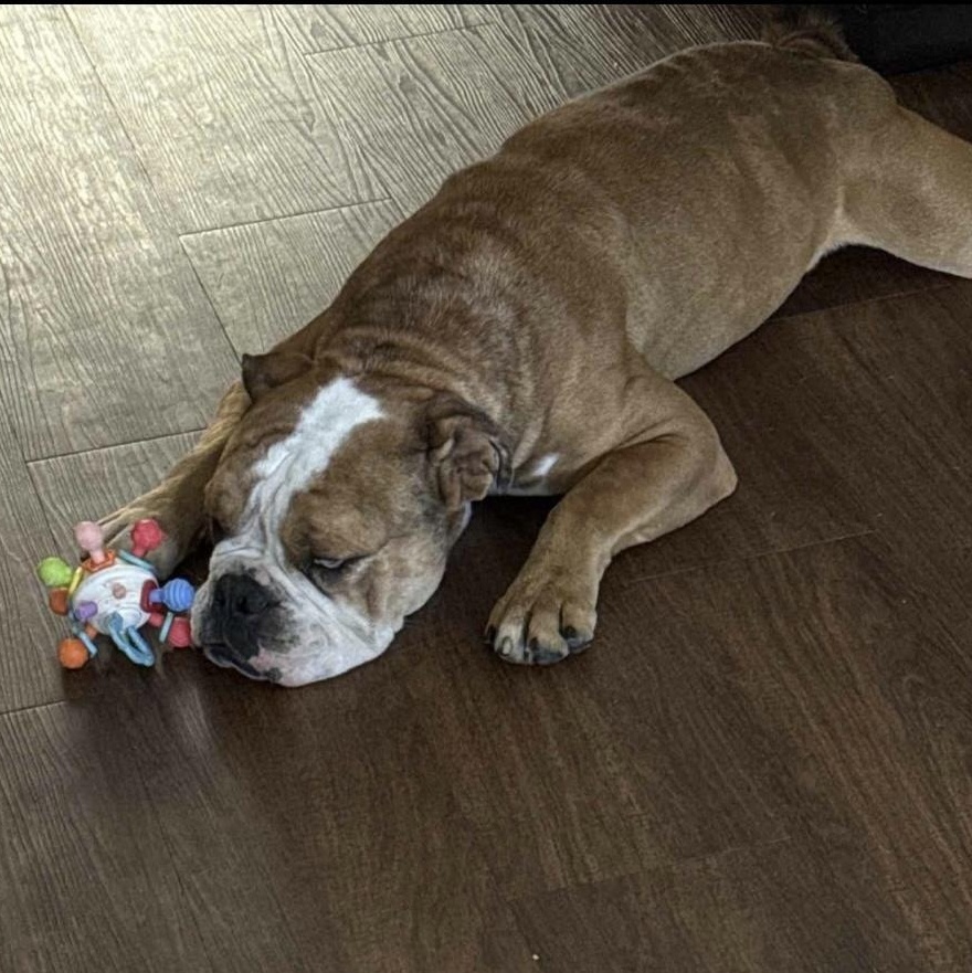 Enlarge Meatball, a Adoptable English Bulldog in Shawnee, OK image 3/5