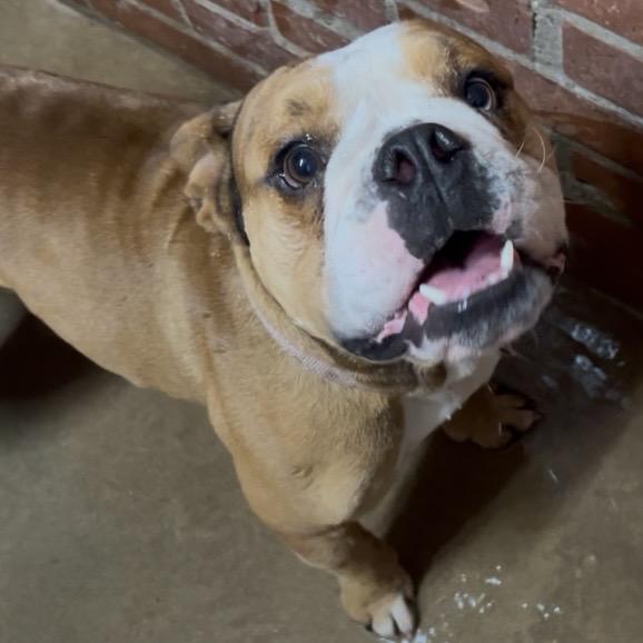 Enlarge Meatball, a Adoptable English Bulldog in Shawnee, OK image 5/5