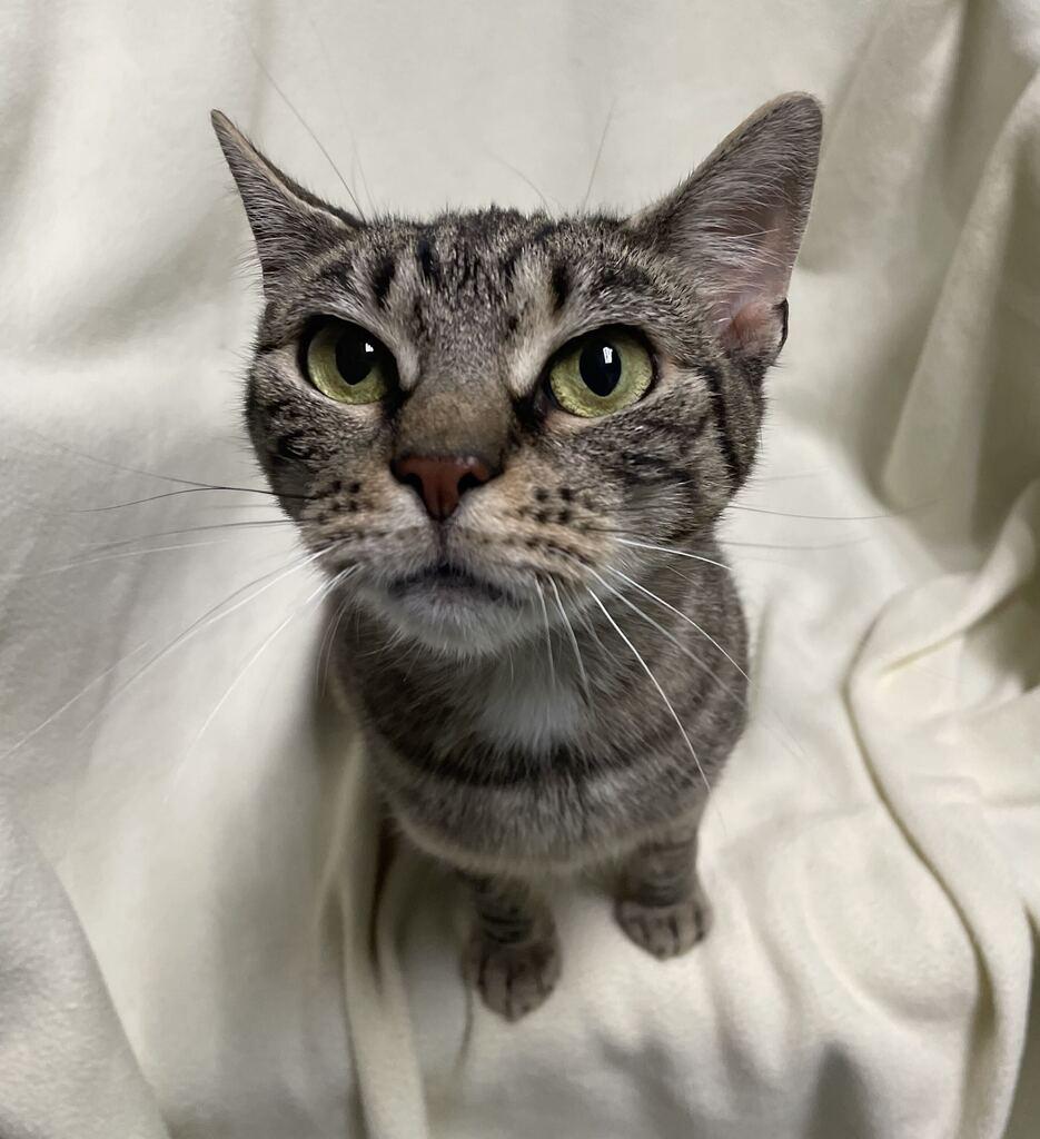 Enlarge Tink, a ADOPTABLE Domestic Short Hair in Jackson, MI image 1/5