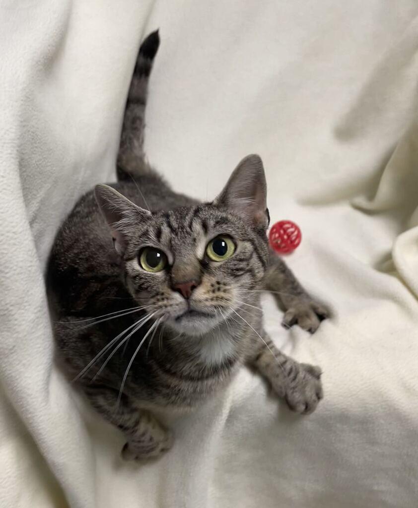 Enlarge Tink, a ADOPTABLE Domestic Short Hair in Jackson, MI image 5/5