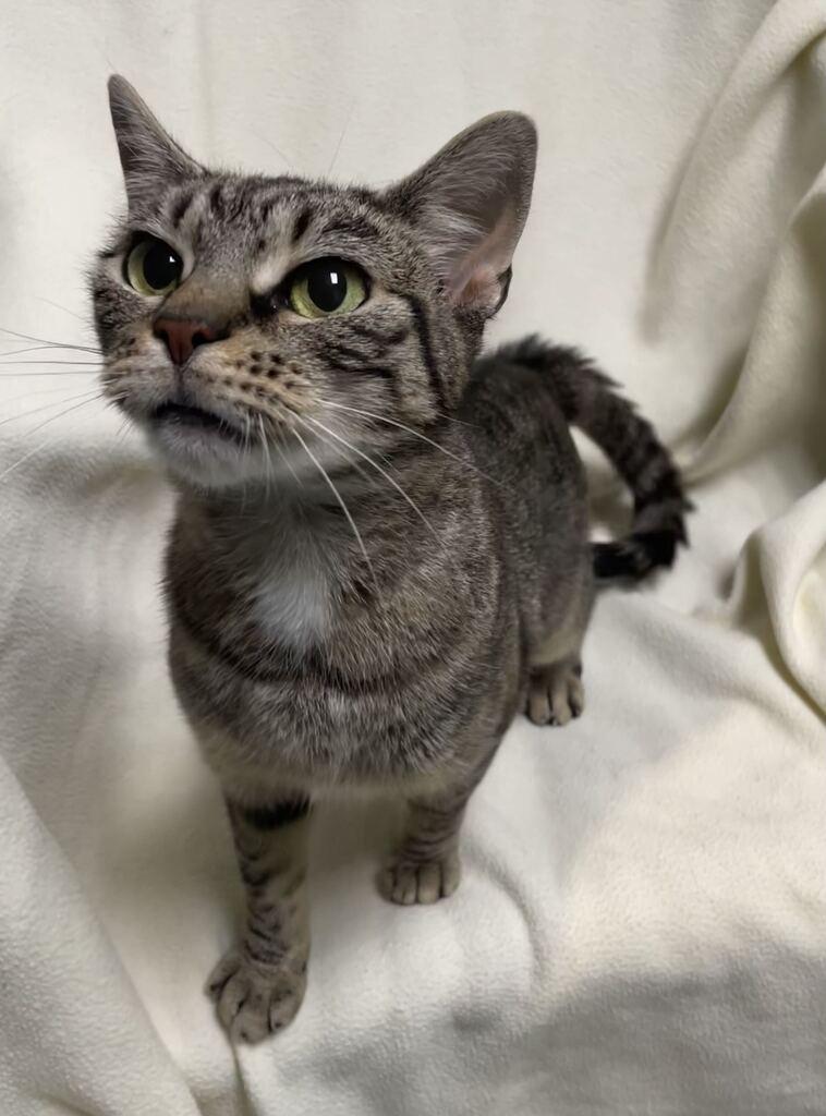Enlarge Tink, a ADOPTABLE Domestic Short Hair in Jackson, MI image 3/5