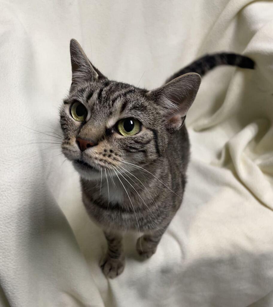 Enlarge Tink, a ADOPTABLE Domestic Short Hair in Jackson, MI image 4/5