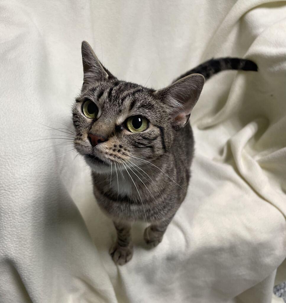 Enlarge Tink, a ADOPTABLE Domestic Short Hair in Jackson, MI image 2/5
