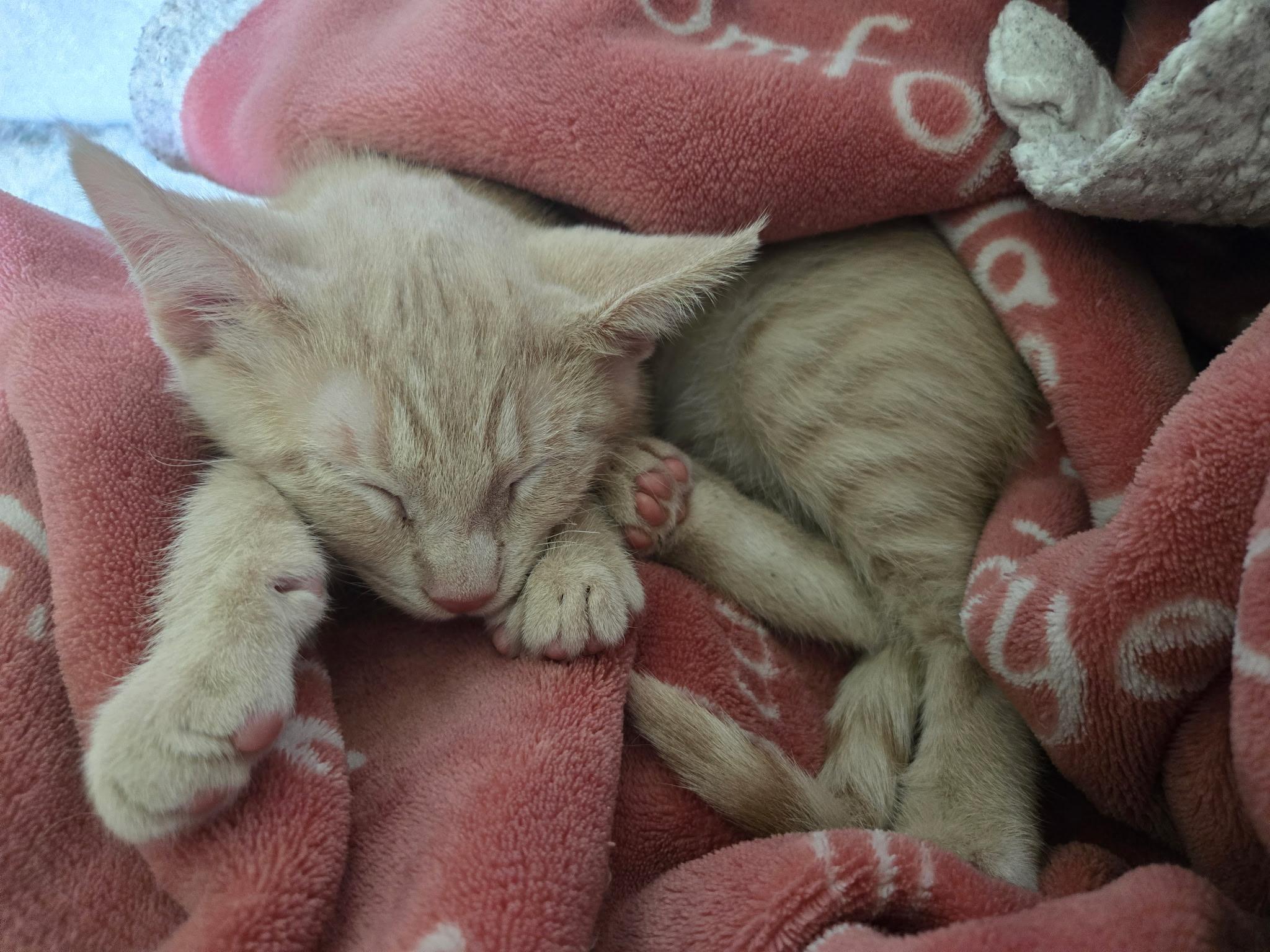 Enlarge Love, a ADOPTABLE Domestic Short Hair in Indianapolis, IN image 2/3