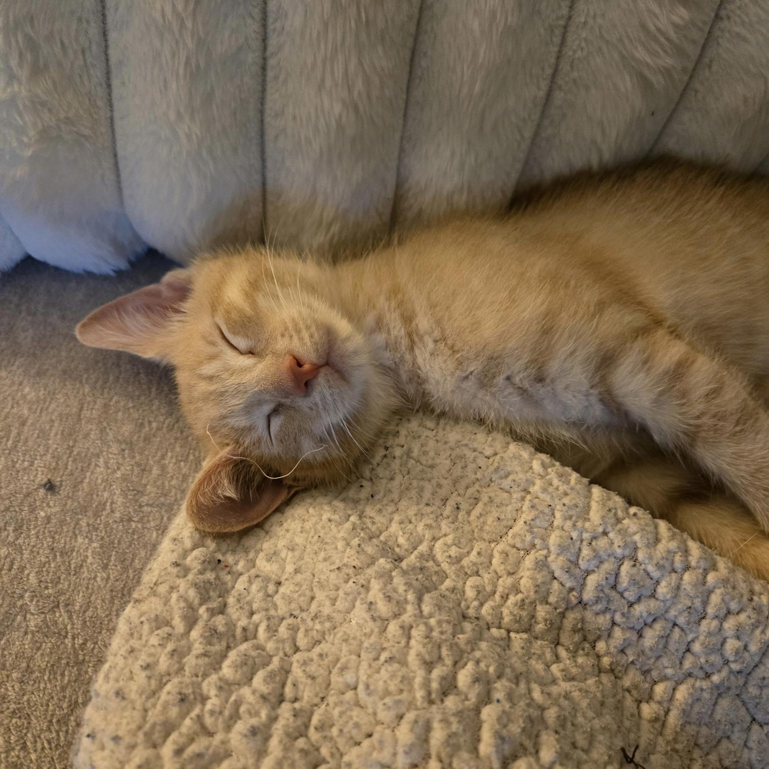 Enlarge Love, a ADOPTABLE Domestic Short Hair in Indianapolis, IN image 1/3