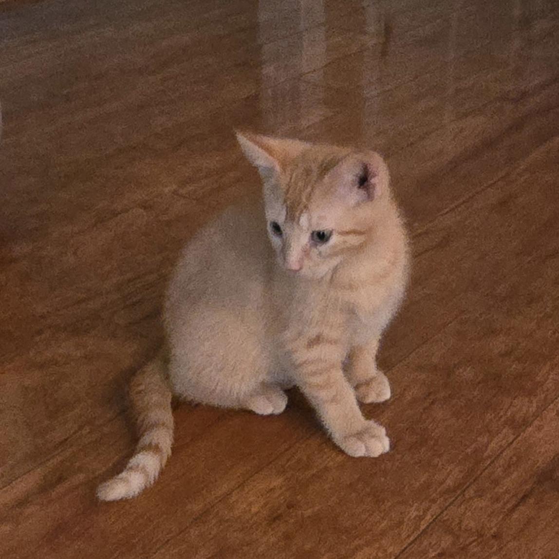 Enlarge Love, a ADOPTABLE Domestic Short Hair in Indianapolis, IN image 3/3