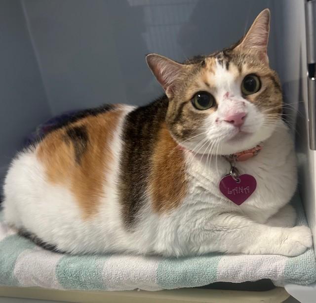 Lana, ADOPTABLE, Adult Female Calico.