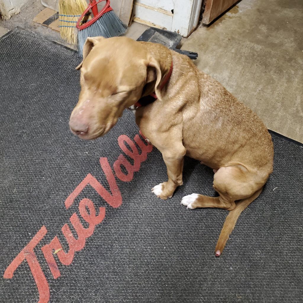 Birdie, Adoptable, Senior Female Pointer & Mixed Breed.