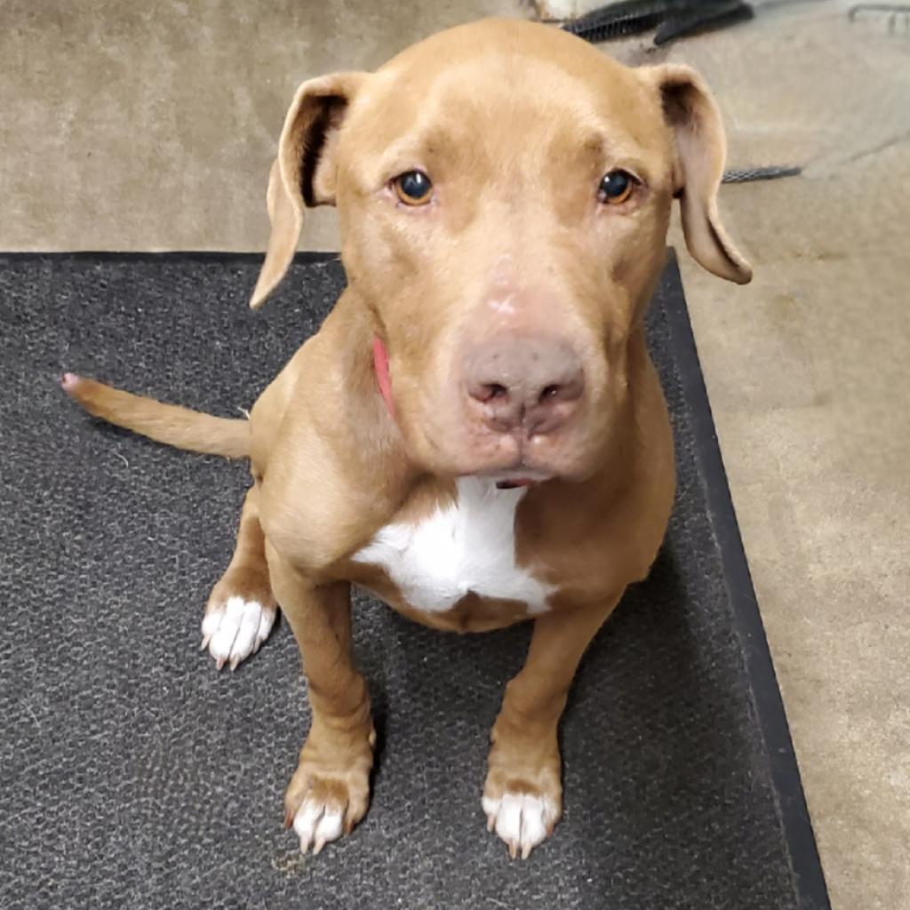 Enlarge Birdie, a Adoptable mixed breed in Aurora, MO image 2/2