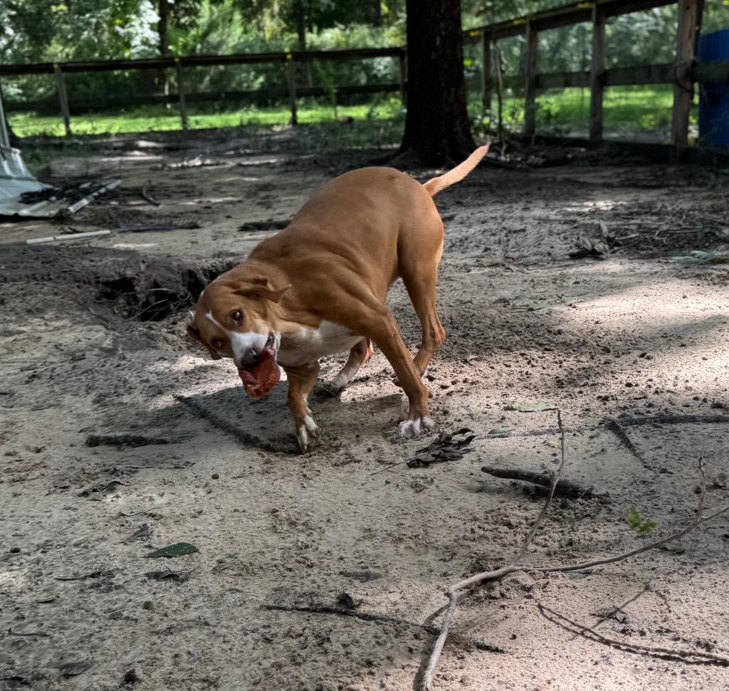 Goldie, Adoptable, Adult Female Bull Terrier.